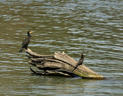 Microcarbo pygmaeus