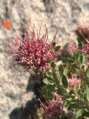 Leucospermum wittebergense