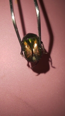 Protaetia cuprea