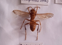Polistes indicus