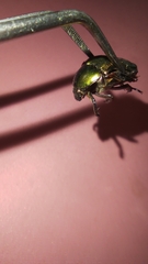 Protaetia cuprea