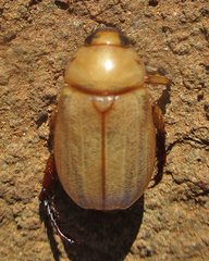 Rutelinae