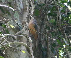 Colluricincla boweri