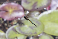Hemicordulia australiae