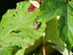 Coreus marginatus marginatus
