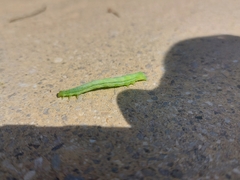 Chrysodeixis chalcites
