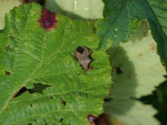 Coreus marginatus marginatus