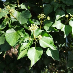 Hedera canariensis