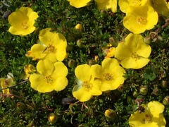 Hibbertia procumbens