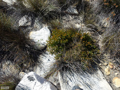 Erica inflata