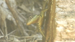 Tropidurus catalanensis
