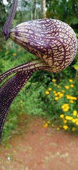 Aristolochia ringens
