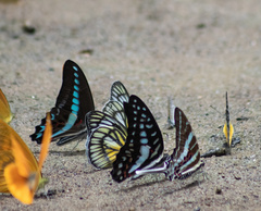 Graphium eurypylus