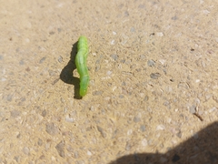 Chrysodeixis chalcites