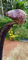 Aristolochia ringens