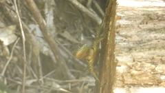 Tropidurus catalanensis
