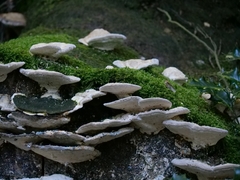 Trametes gibbosa