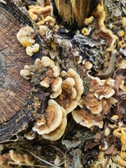 Stereum hirsutum