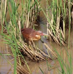 Ixobrychus cinnamomeus