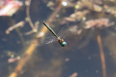 Hemicordulia australiae