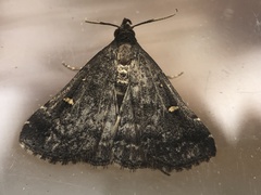 Tetanolita mynesalis