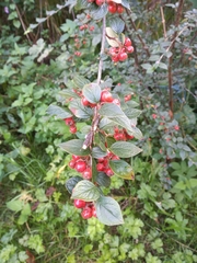 Cotoneaster