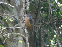 Colluricincla boweri