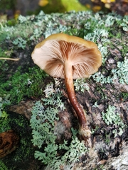 Kuehneromyces mutabilis