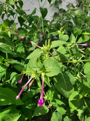 Mirabilis jalapa