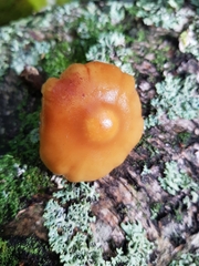 Kuehneromyces mutabilis