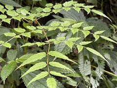 Aralia bipinnata