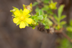 Potentilla supina