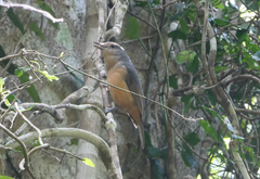 Colluricincla boweri