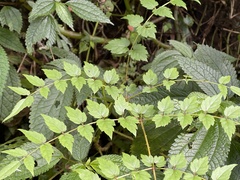 Aralia bipinnata
