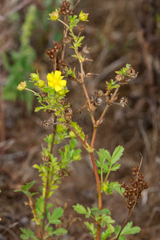 Potentilla supina