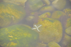 Staurostoma mertensii