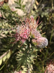 Leucospermum wittebergense