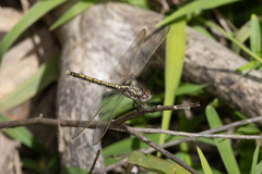 Orthetrum caledonicum