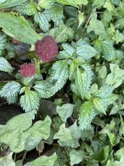 Lecanthus peduncularis
