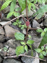 Lecanthus peduncularis
