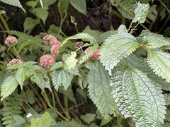 Lecanthus peduncularis