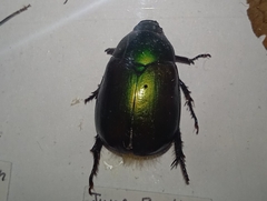 Anomala dimidiata barbata