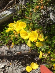 Hibbertia procumbens