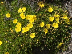 Hibbertia procumbens