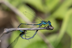 Austroagrion watsoni