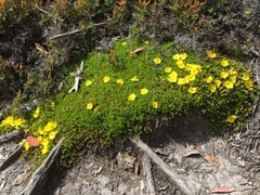 Hibbertia procumbens