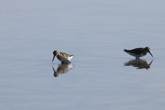 Calidris falcinellus