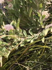 Leucospermum wittebergense