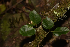 Archidendron grandiflorum