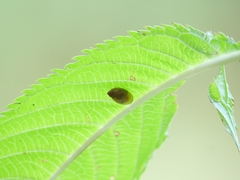 Succinea putris
